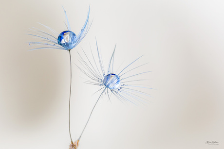 Ice_Dandelion