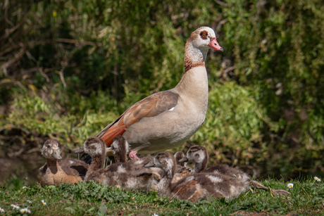 Nijlgans met jongen