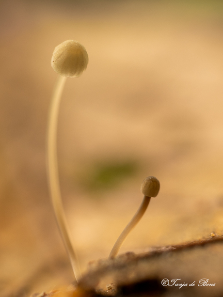 minuscule paddenstoel op een beukenblaadje  