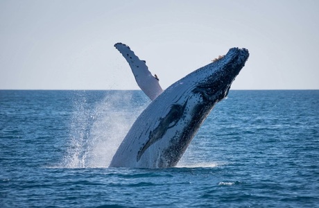 Pure kracht, pure vrijheid