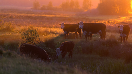 Groninger Serengeti