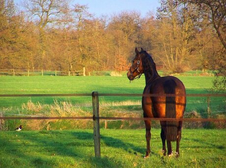 Cheval et petit oiseau en plein soleil.