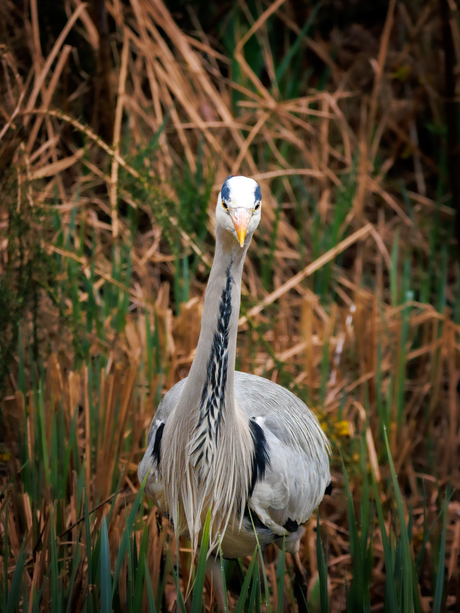 Blauwe Reiger