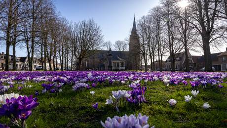 Krokussen uit Nisse...