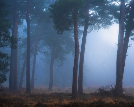 Moody foggy forest