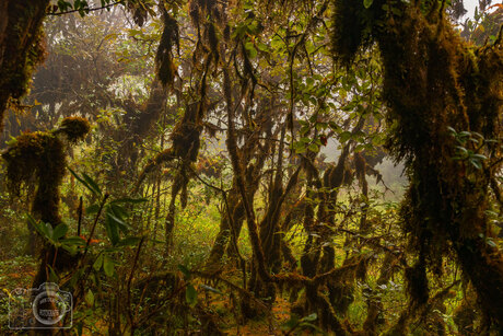 Doi Inthanon, Thailand.