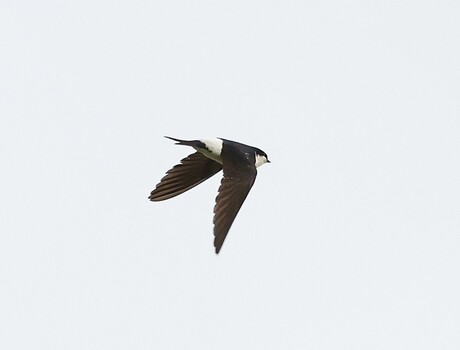 Huiszwaluw in vlucht!