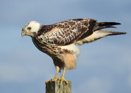 buizerd