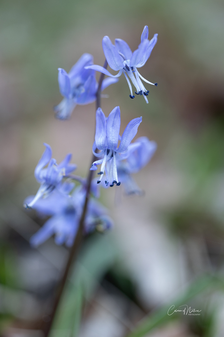 Oosterse sterhyacinth 
