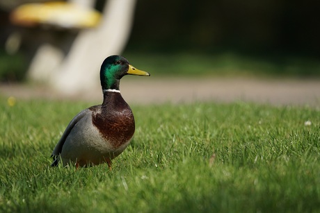 Mannetje eend