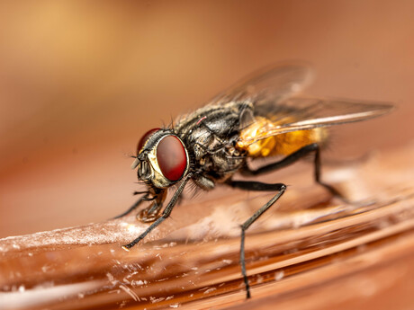 Huisvlieg