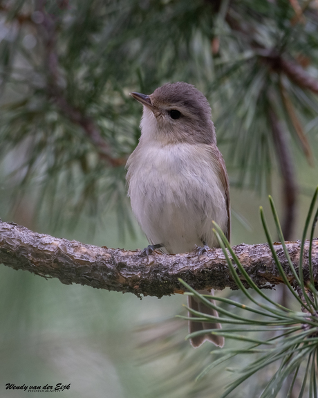 Vakantievogel: orpheusvireo