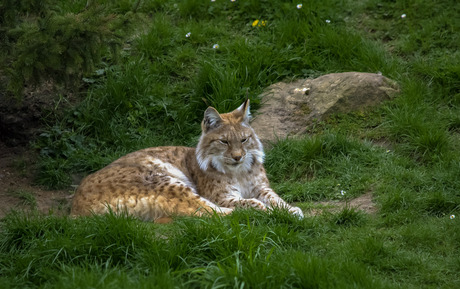 Lynx