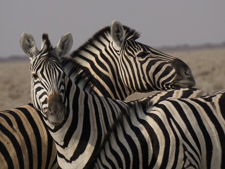 Zebra's