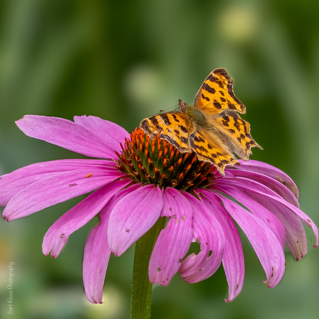 Gehakkelde aurelia op zonnehoed…