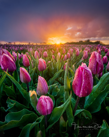 Snow and tulips