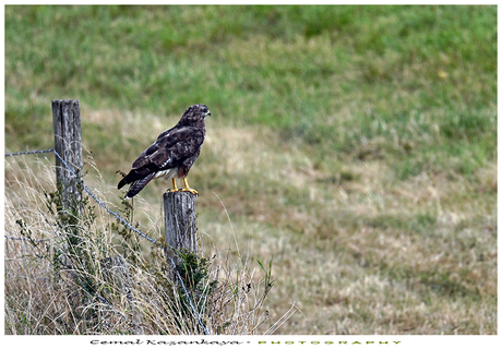 Buizerd