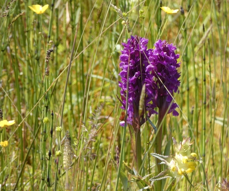 Brede orchis