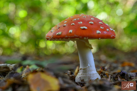 Op 'n mooie paddenstoel....