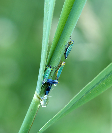 Cicadella 