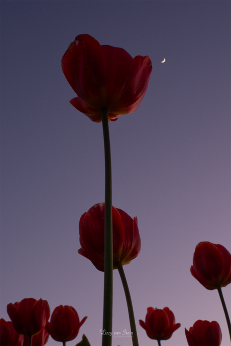 Tulpen in een ander 'daglicht' 