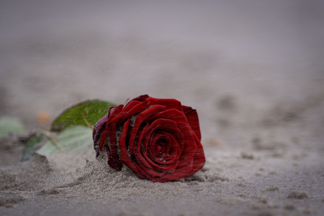 Roos op het strand