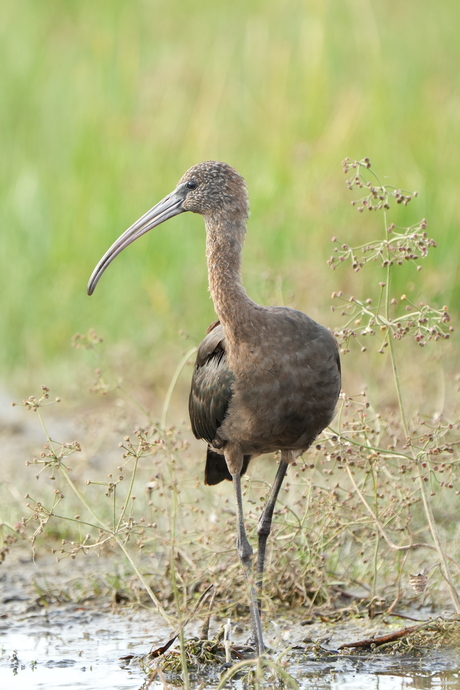 Zwarte ibis