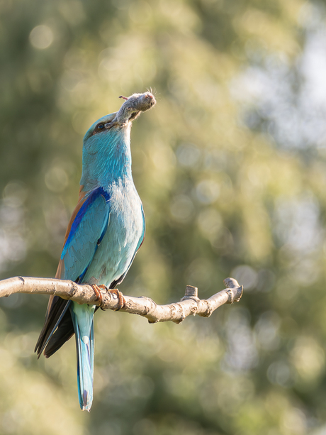 Zo trots als een ....