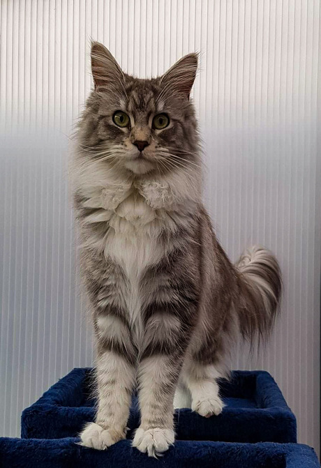 Gida maine coon Diva 
