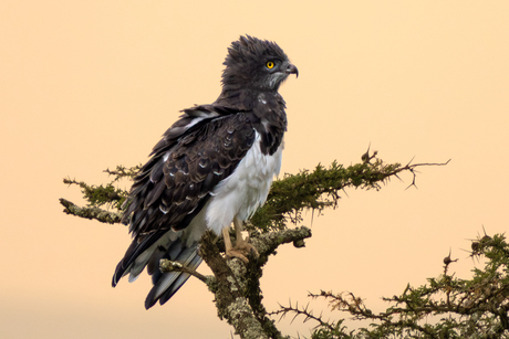 zwartborstslangenarend