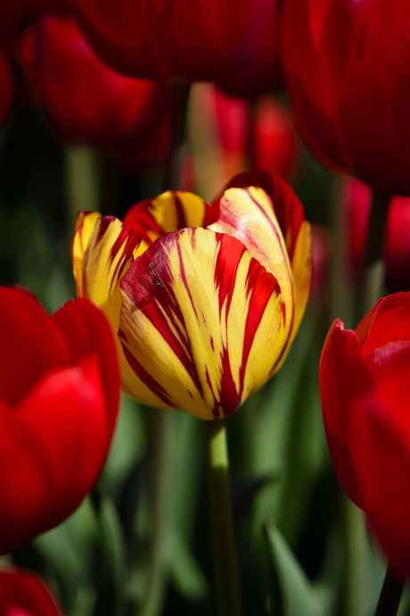 Een rood/gele tulp tussen de rode tulpen