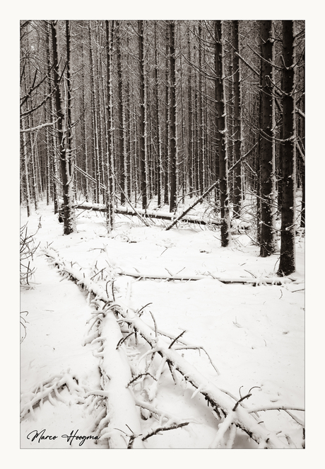 Bomem in sneeuw II