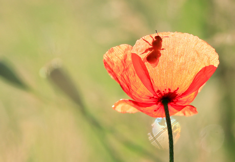Poppy