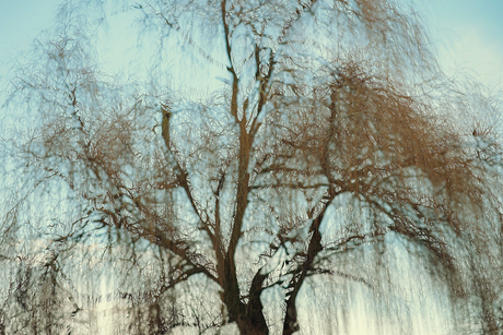 Treurwilg 