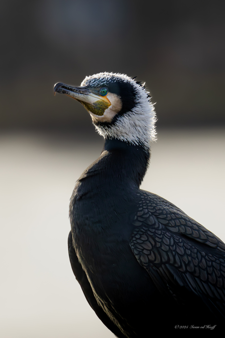 Aalscholver in prachtkleed