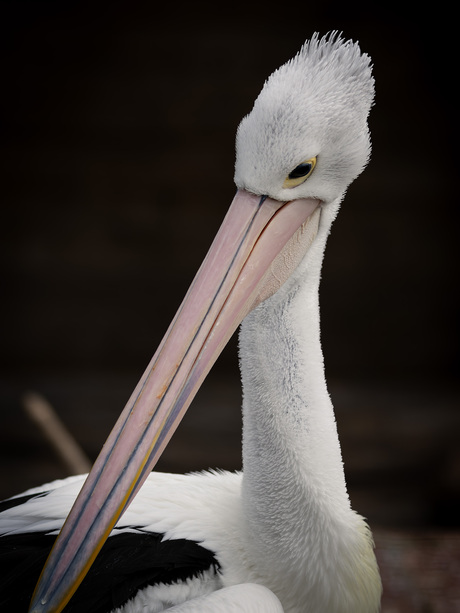 AUSTRALISCHE PELIKAAN