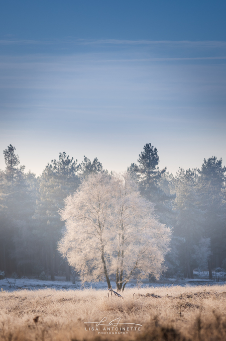F R O S T Y T R E E - Prachtig ochtend gehad vanmorgen! - foto door LisaAnn91 op 15-12-2022 - locatie: Nederland - deze foto bevat: boom, rijm, koud, -10, natuur, bos, landschap, winter, wit, blauw, nevel, lucht, wolken, canon, 6dmark2, 70-200, canon, canon eos 6d mark ii, ef70-200mm f/2.8l usm, iso 100, diafragma ƒ/2.8, sluitertijd 1/640s, brandpuntafstand 200mm, lucht, atmosfeer, wolk, plant, natuurlijk landschap, tak, takje, sneeuw, hout, boom