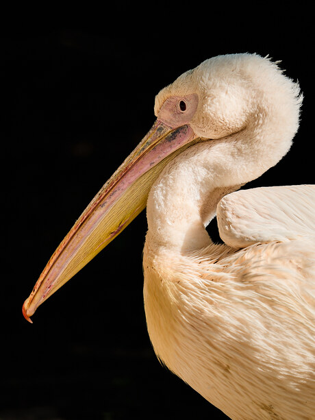 Dieren Portret Artis - 2