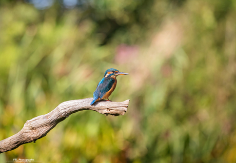 IJsvogeltje 