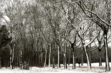 Wandelaar in de sneeuw