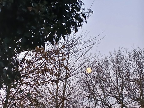 Zie de maan schijnt door de bomen