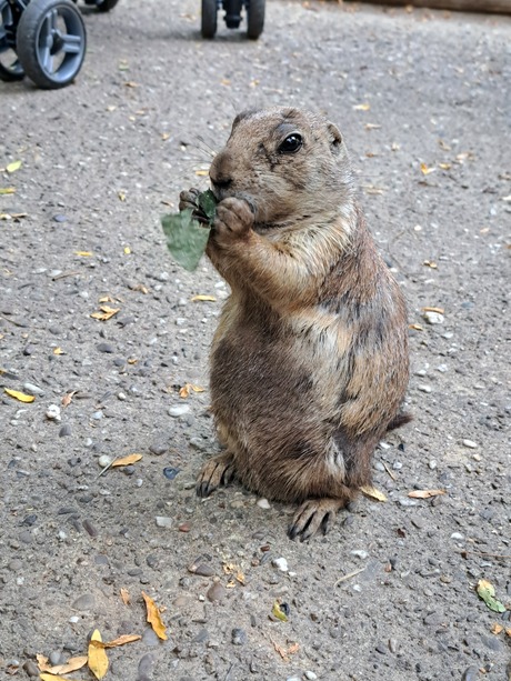 Prairiehondje