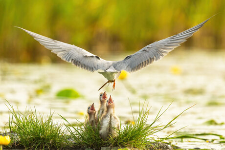 Zwarte sternen krijgen een libelle.
