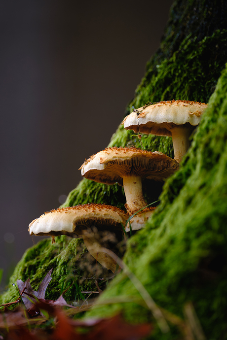 Drie treden van paddenstoelen