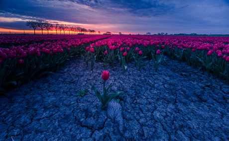 eenzame tulp in de uitgedroogde kleigrond