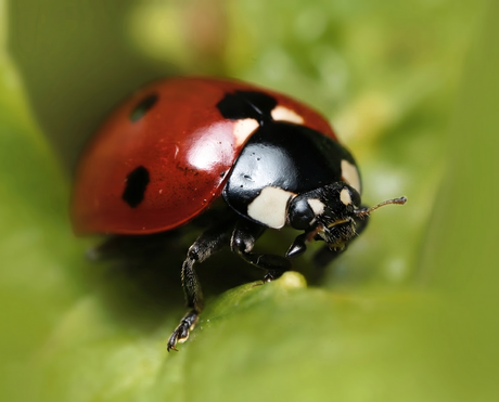 Lieveheersbeestje op groen blad