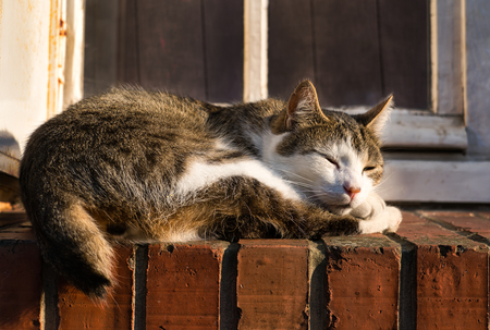 Kat badend in avondzon, Neufchatel en Bray, Normandië - Kat badend in avondzon, Neufchatel en Bray, Normandië - foto door HPMD op 24-05-2024 - locatie: Neufchâtel-en-Bray, Frankrijk - deze foto bevat: kat, poes, avondzon, normandië, neufchatel en bray, frankrijk, sony, a7c, sony, ilce-7c, fe 28-60mm f4-5.6, iso 160, diafragma ƒ/6.3, sluitertijd 1/400s, brandpuntafstand 60mm, kat, hout, felidae, carnivoor, kleine tot middelgrote katten, bakkebaarden, snuit, raam, binnenlandse kortharige kat, bond