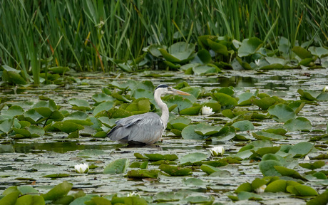 Reiger