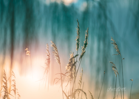 Where the light rests ...