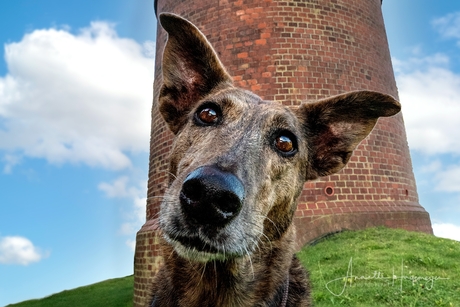 Portret van een lieve Griekse rescue hond
